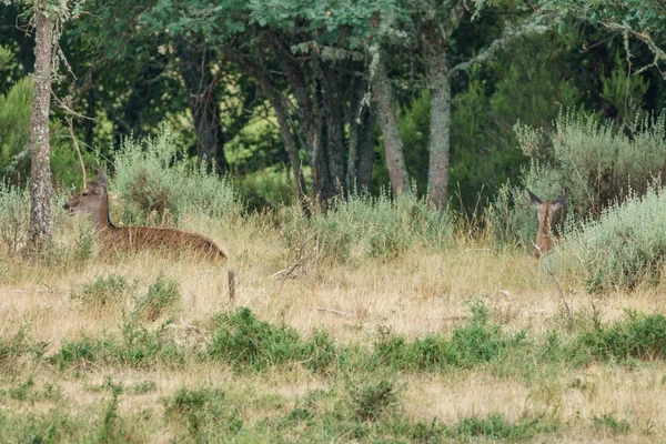 Moeder en baby herten die zijn vastgesteld in de wildernis — Stockfoto