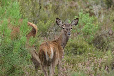 Kameraya bakarak küçük geyik