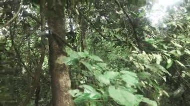 Ağacı almak ormandaki şempanze