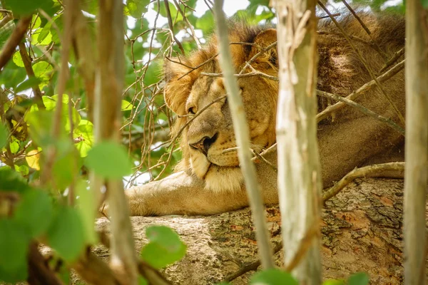 Primer plano del león macho escondido en una rama de árbol — Foto de Stock