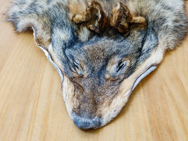 Волчья кожа за столом, Canis lupus signatus — стоковое фото