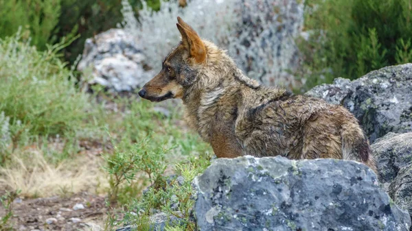 Perfil de Canis Lupus Signatus vigilando las rocas — Foto de Stock