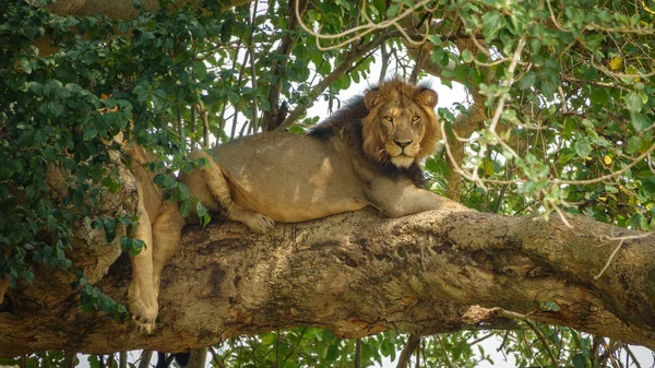 León macho con crin mirando a la cámara sobre el árbol — Foto de Stock