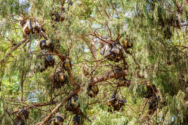 Gruppi di pipistrelli appesi al ramo d'albero — Foto Stock