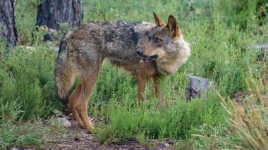 Canis Lupus Signatus geriye doğru izlemek