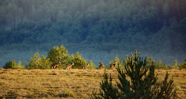 Male deer leading group of female deers — Stock Photo, Image