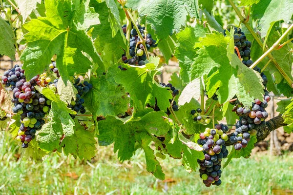 Vine plant and purple grapes — Stock Photo, Image