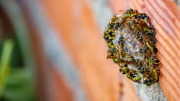 Eşek arısı yuvası portre