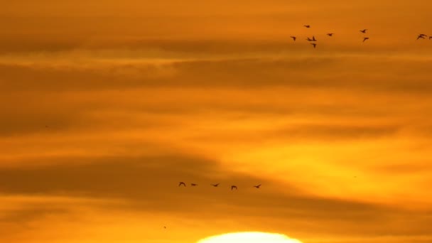 Verbazingwekkende, prachtige oranje hemel zonsondergang met vliegende eendenvogels — Stockvideo