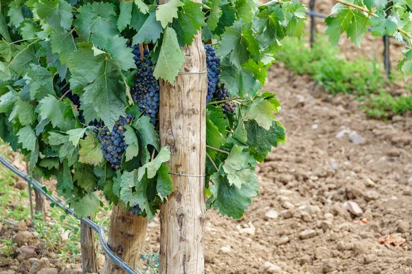 Vine plantation and purple grapes — Stock Photo, Image