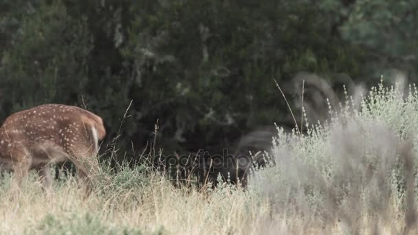 Prickade baby deer och mamma promenader utanför kameravy — Stockvideo