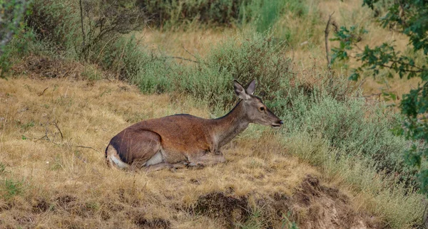 Female deer laid down in the wilderness — Stock Photo, Image