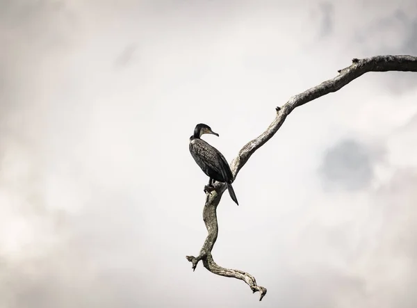 Cormorant looking back over dry tree branch — Stock Photo, Image