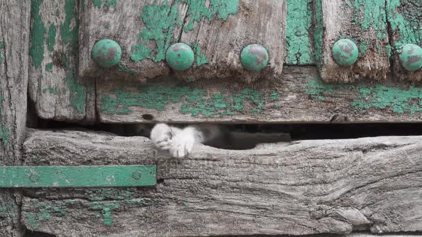 Kleines Kätzchenbein durch altes Holztürloch — Stockvideo