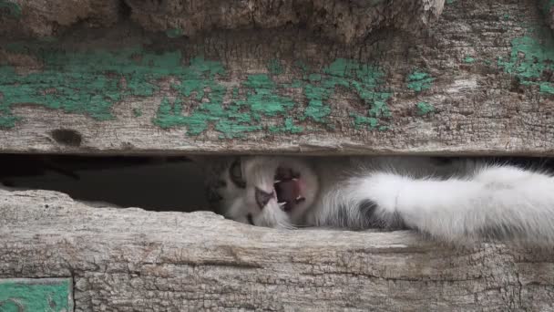 Μικρό πόδι γατάκι μέσα από παλιά ξύλινη πόρτα τρύπα — Αρχείο Βίντεο