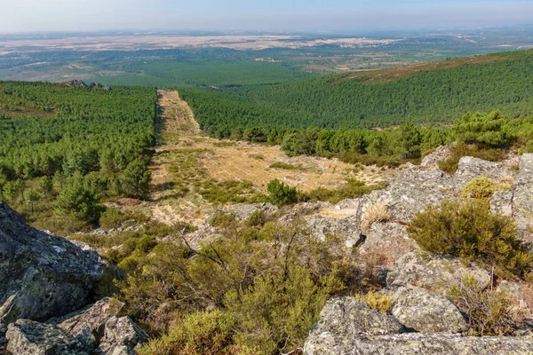 Τεράστιο πυρότουβλων και πεύκα δάσος δέντρο — Φωτογραφία Αρχείου