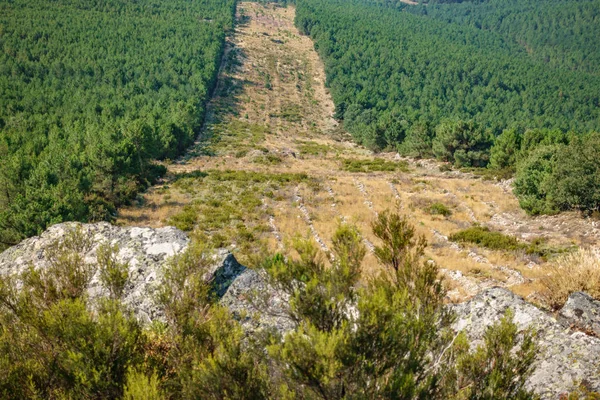 Huge firebreak and pine tree forest — Stock Photo, Image