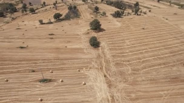 Flying over cultivated land with bales of straw — Stock Video