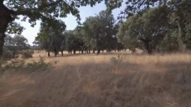 Holm meşe ağacı arasında geriye doğru kayar