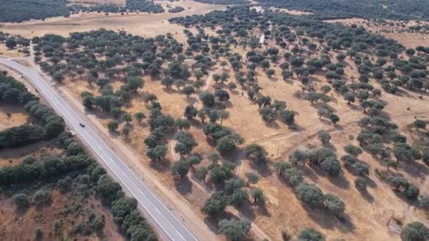 Mit Auto über Steineichen und Straße geflogen — Stockvideo