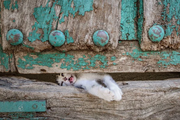 Malá kočička noha přes staré dřevěné dveře otvor — Stock fotografie