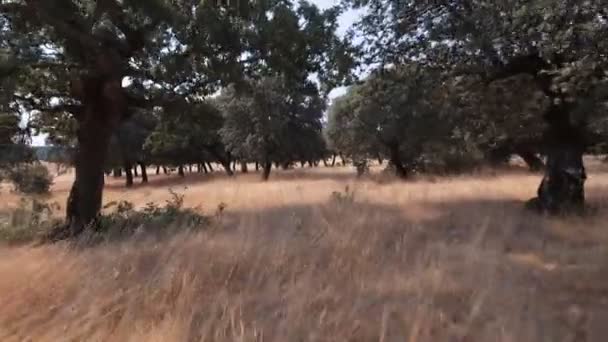 Glijden tussen steeneik boom — Stockvideo