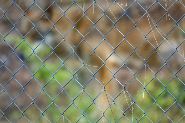 Canis Lupus Signatus atrás do corrimão — Fotografia de Stock