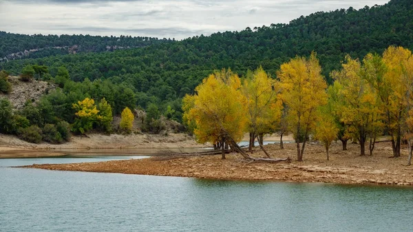 Poppel träd i gul färg nära flodbank — Stockfoto