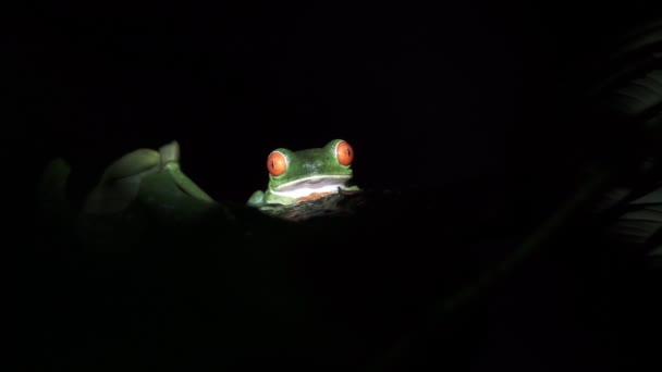 Groen, kikker, rood, ogen. Een tropische groene kikker tegen zwart — Stockvideo