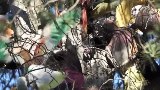 Colombine pigeon konkurrens under trädet — Stockvideo