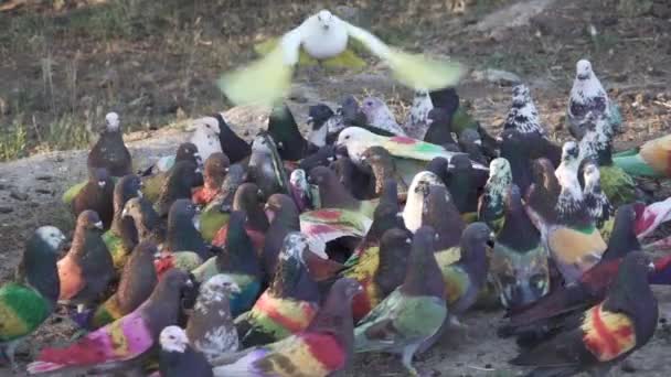 Colombine pigeon konkurrens på marken, slow motion — Stockvideo