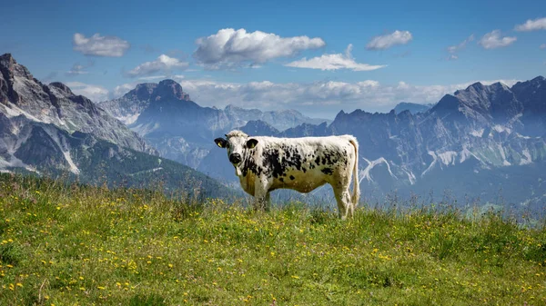 Witte en zwarte koe in de Italiaanse Alpen — Stockfoto