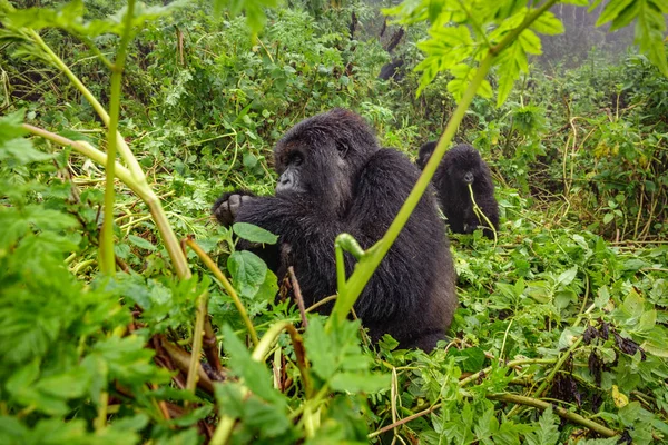 Gorila gunung makan di hutan — Stok Foto