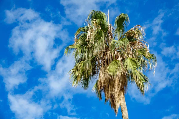 Palmboom over blauwe bewolkte hemel — Stockfoto