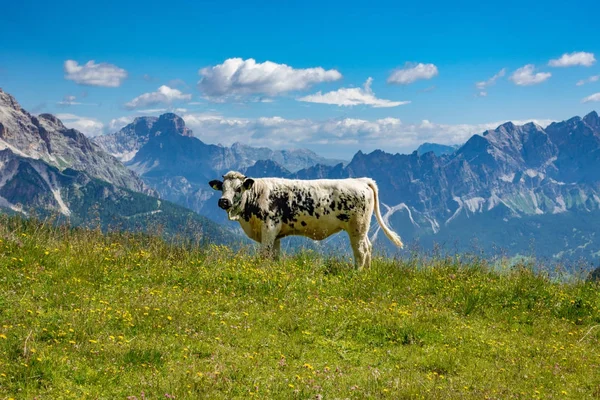 Biała i Czarna krowa z włoskich Alp, w tle — Zdjęcie stockowe