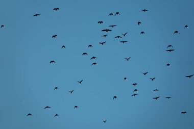 Mavi gökyüzü üzerinde siyah kuşlar