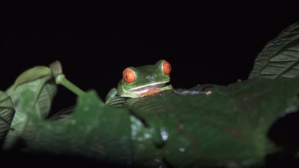 Rana Verde, Rossa, Occhi. Una rana verde tropicale contro il nero — Video Stock