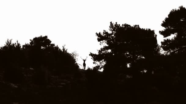 Hirschmännchen auf dem Gipfel des Hügels gegen Licht, absperrbare Feile — Stockvideo