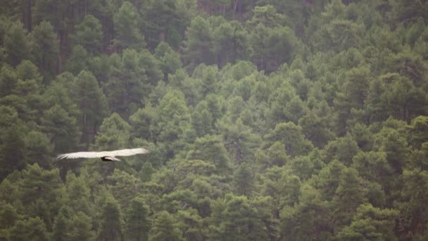 Bosque de pino y buitre volando — Vídeos de Stock
