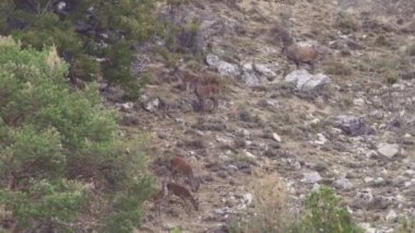 Geyikler erkek yürüme ile vahşi grup