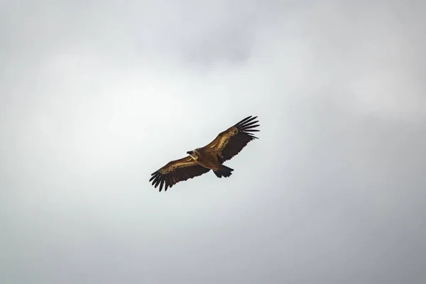 Vautour volant dans le ciel gris — Photo