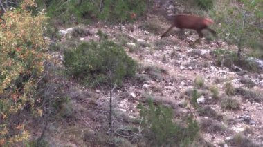 Grup vahşi yürüme geyikler