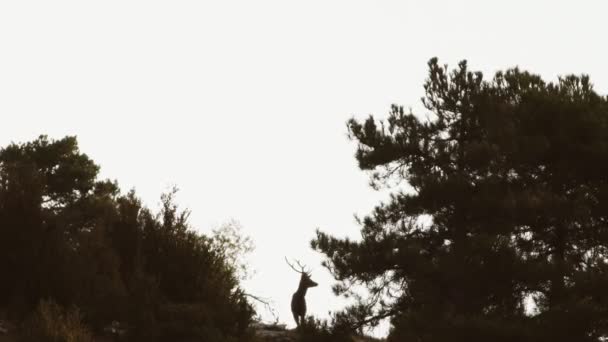 Чоловічий олень на вершині пагорба проти світла, що обертається головою — стокове відео