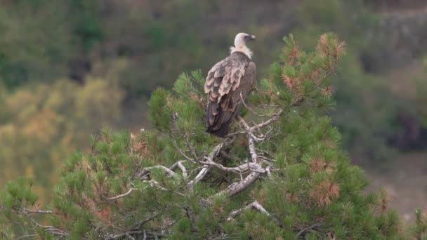 Vulture standing over pine tree, rear view — Stock Video