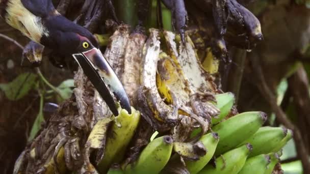 Tucan äta banan i super slow motion — Stockvideo