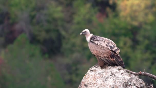 Avvoltoio in piedi sulla roccia — Video Stock