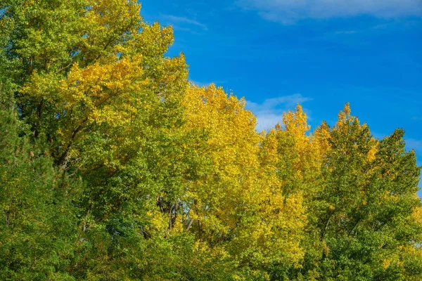 Outono, verde e amarelo coroas de árvores e céu azul — Fotografia de Stock