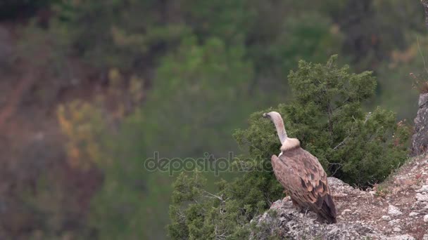 Buitre empezando a volar desde la cima de la roca — Vídeos de Stock