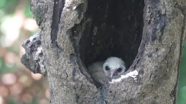 Στίγματα πουλί κουκουβάγια γκόμενα μέσα σε φωλιά σε τρύπα δέντρο — Αρχείο Βίντεο