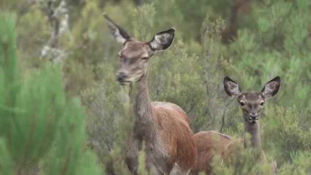 Мама и олененок смотрят в камеру в кустах — стоковое видео